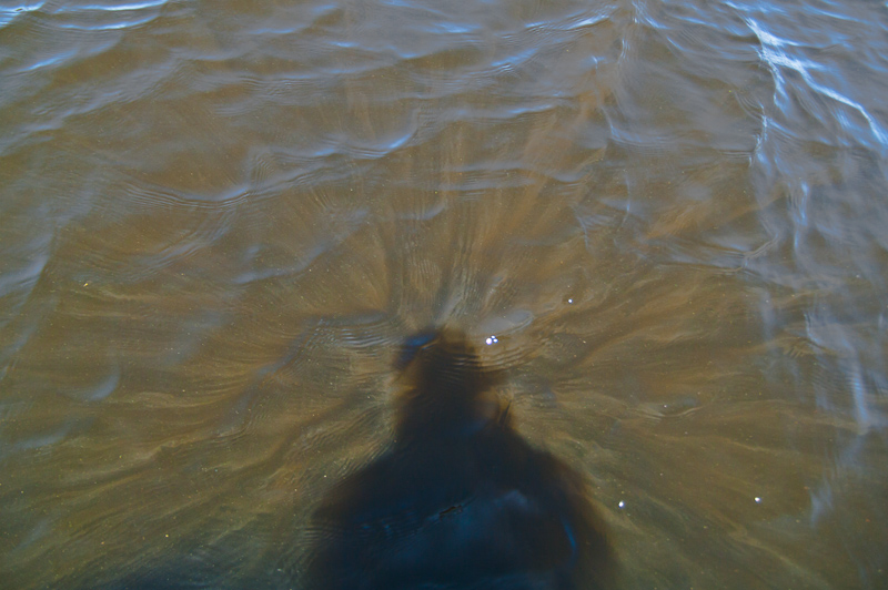 July 09, 2010@12:43<br/>I love the rays sticking out of my head when you look straight into the water with the sun behind you