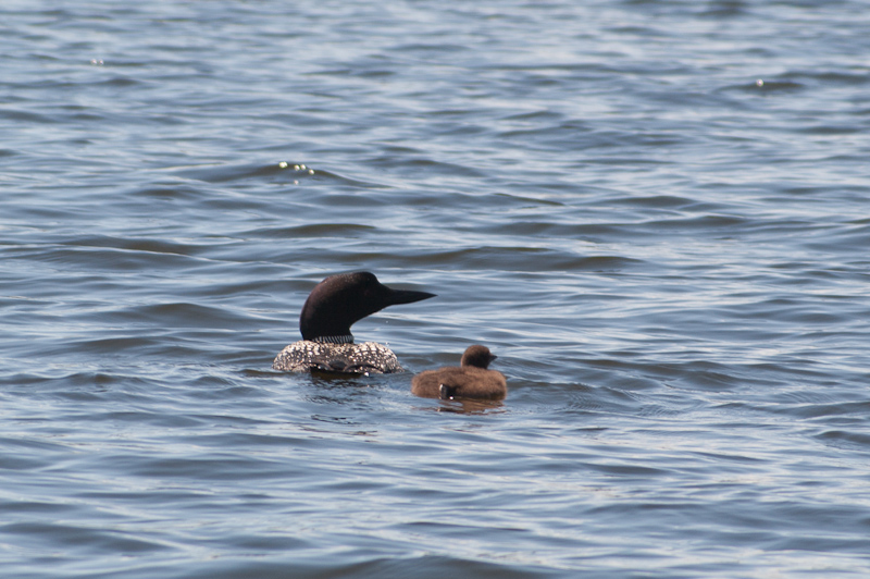 July 09, 2010@13:07<br/>Loon with baby