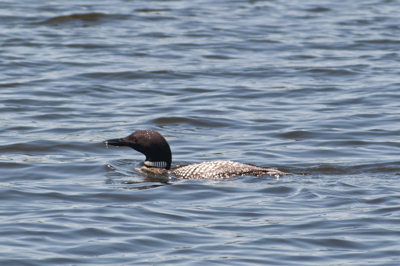 July 09, 2010@13:09<br/>Loon alone