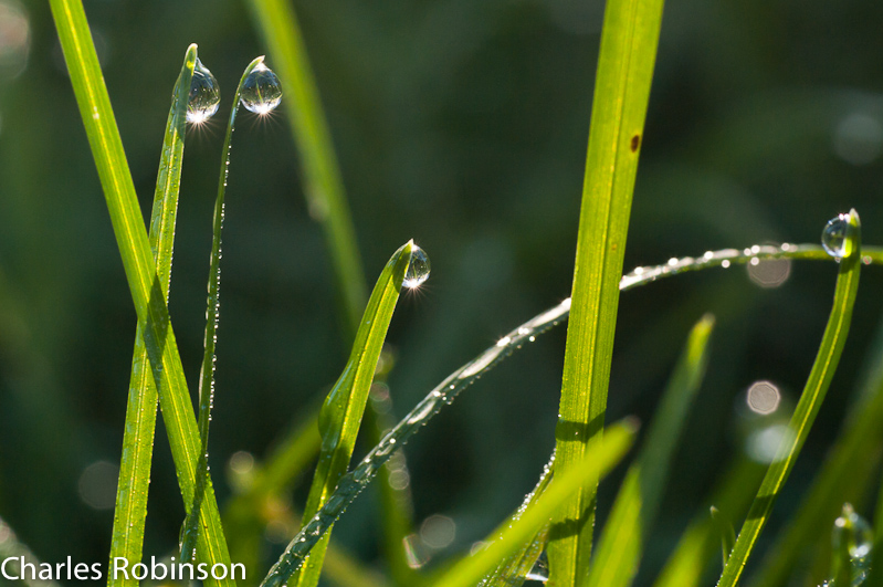 September 26, 2010@08:55<br/>Dew on the grass on Sunday morning..