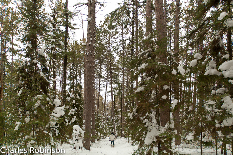 February 13, 2011@11:41<br/>Tromping through the woods with our snowshoes...