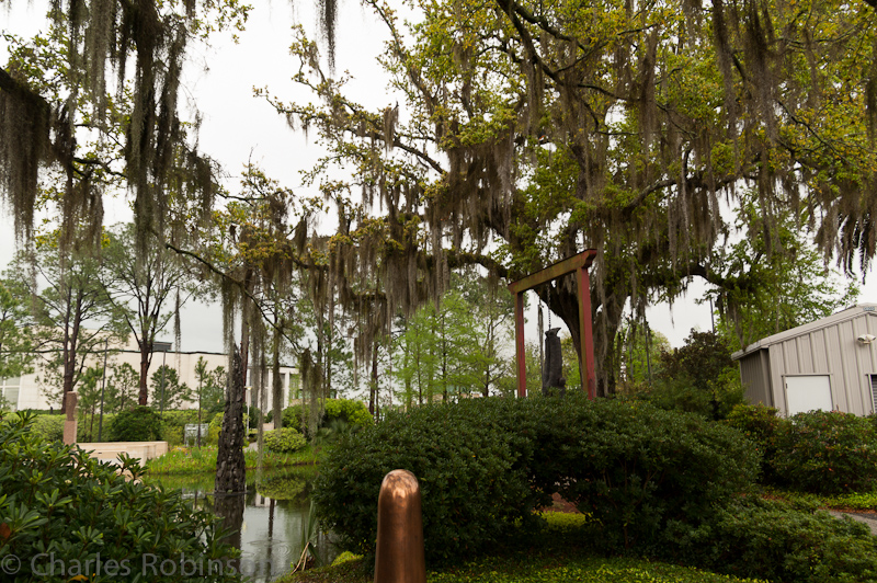 Spanish moss! Most of the city's other trees were covered with a different type - Mardi Gras beads.<br />March 21, 2012@16:16