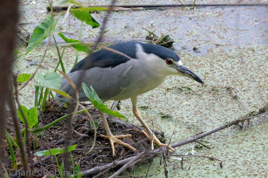 Mystery bird on Lake Austin - this thing is about a foot long from beak to tail..<br />February 09, 2013@11:25