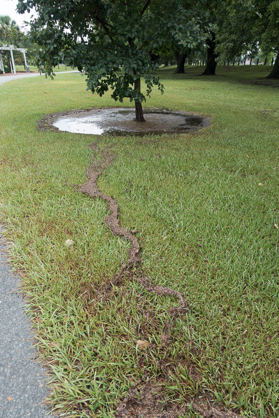 You can see where the water pushed and piled up all of the seeds when the sidewalk was flooded.