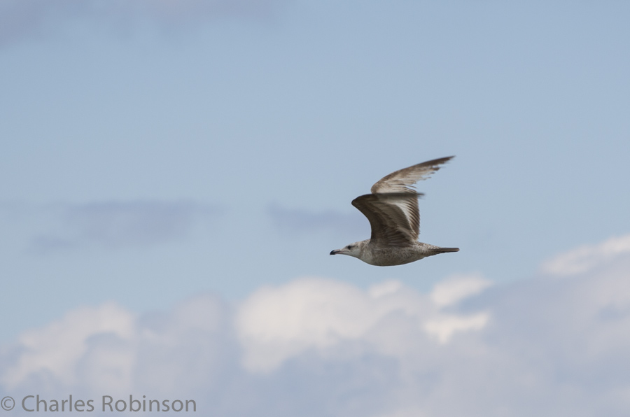 Gull in a hurry<br />May 11, 2013@14:28