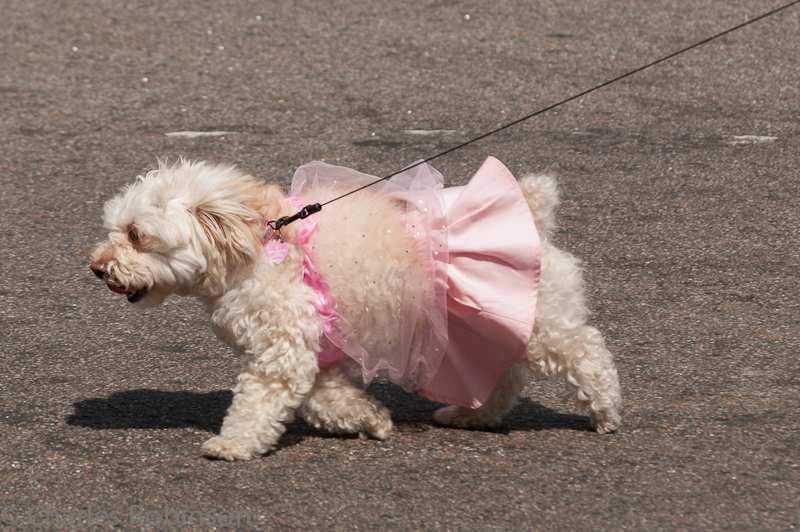 Dog in a tutu.  Sure.  Why not?<br />June 24, 2012@11:11