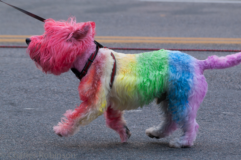 It ain't PRIDE without the rainbow dog!<br />June 24, 2012@12:32