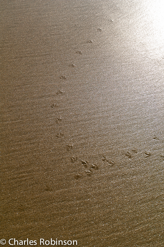 Sand Piper tracks<br />November 09, 2011@16:52