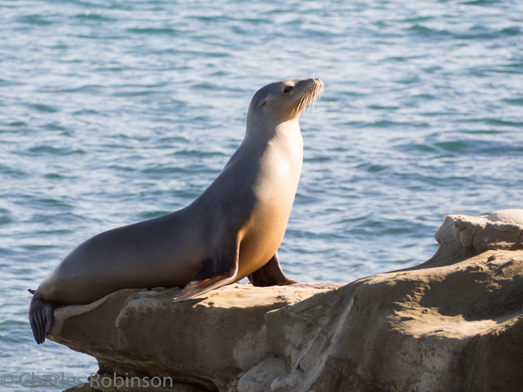 Seal be all relaxin'<br />December 16, 2015@11:01