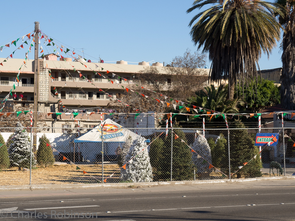 Christmas trees (with fake snow) and palm trees.  Love it.<br />December 18, 2015@14:13