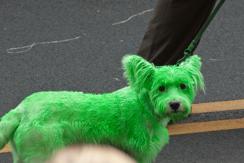 March 17, 2009@12:29<br/>This dog appears in various parades over the year and always a different color!