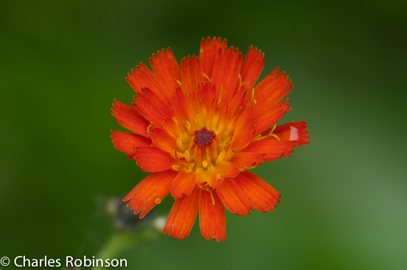 Indian Paintbrush (with a little bit of rain on it)<br />July 09, 2011@12:16