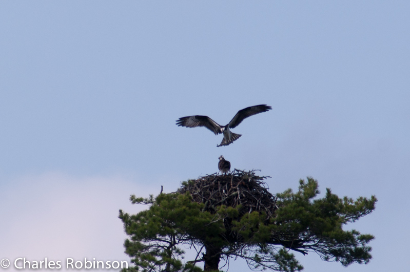 Daddy Osprey brings home the bacon.<br />July 09, 2011@16:43
