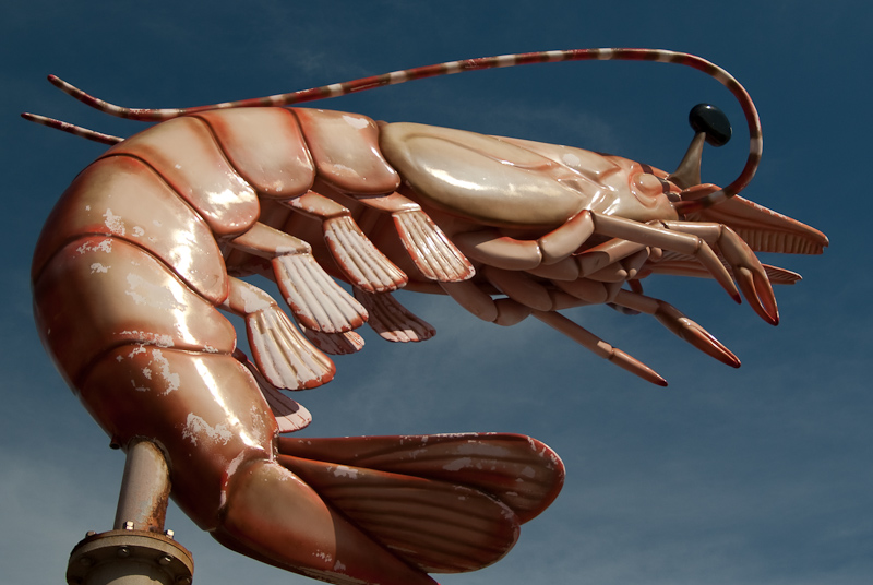 February 17, 2010@14:45<br/>Giant shrimp!