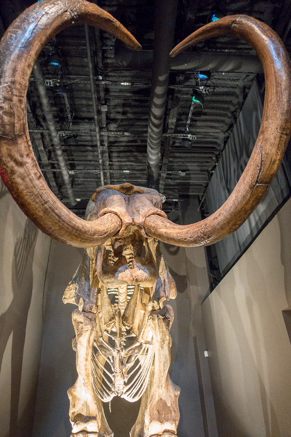 Inside the museum - mammoth!!
