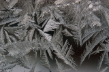 IMGP9851_frost_2