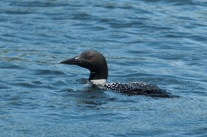 July 10, 2010@12:42<br/>Loon solo