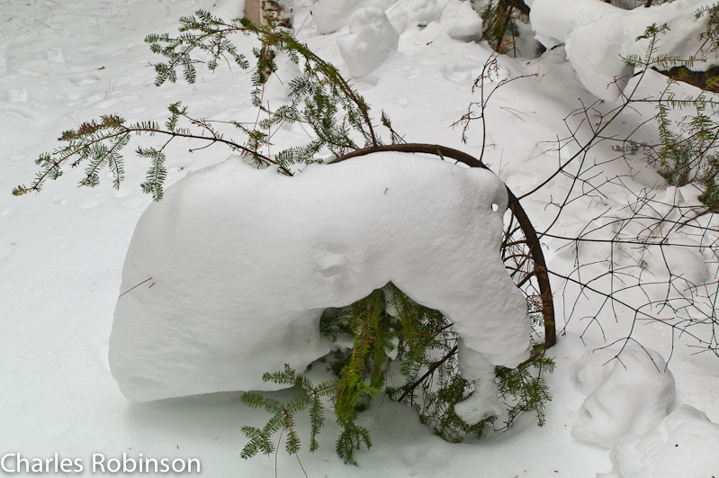 February 13, 2011@11:22<br/>This poor little tree had so much snow piled on top of it that it finally gave up and bent totally over..