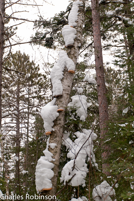 February 13, 2011@11:46<br/>Each bit of fungus growing out of the side of this trunk had a huge pile of snow stacked up on it!