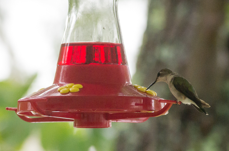 Hummingbird taking a drink..<br />August 29, 2014@10:18