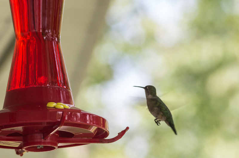 Hummingbirds are very difficult to capture - here's my best-but-sucky attempt at one in flight.<br />August 31, 2014@11:07