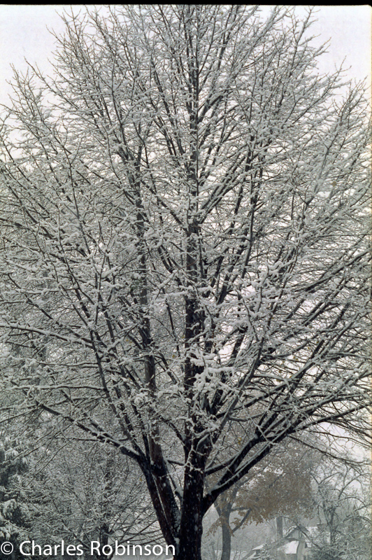 Sticky snow<br />November 30, 1990@12:36