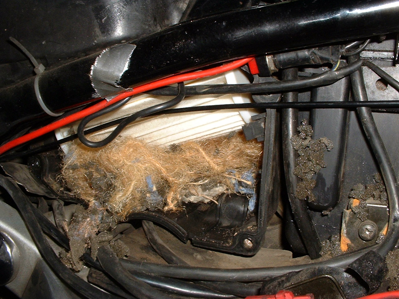 April 21, 2001@11:54<br/>The inside of my motorcycle airbox after a mouse holed up there for the winter...