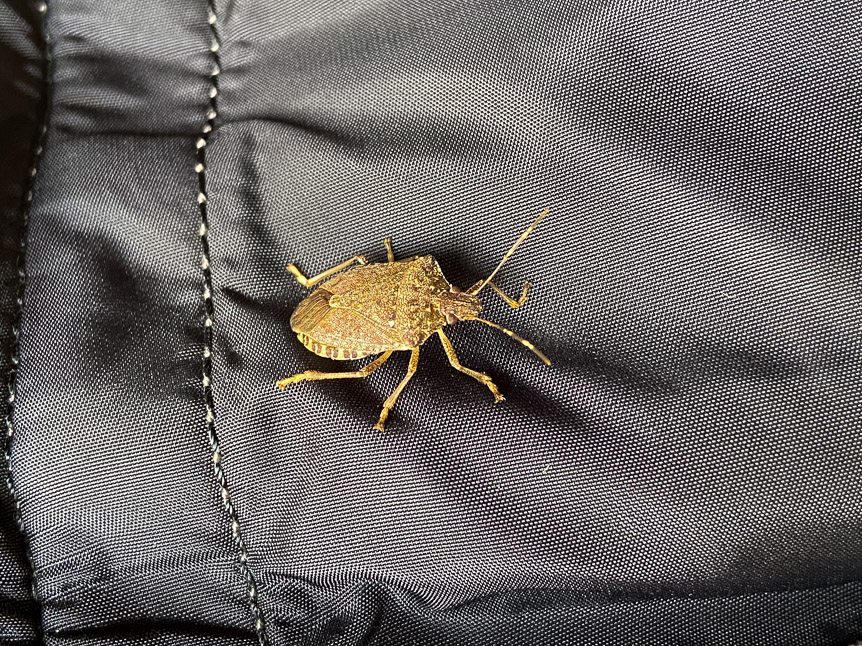 Funky bug climbed onto my suit while I was sitting there.