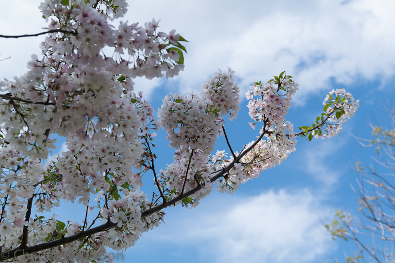 Spring springing out at the riverfront in Memphis<br />March 18, 2012@14:43