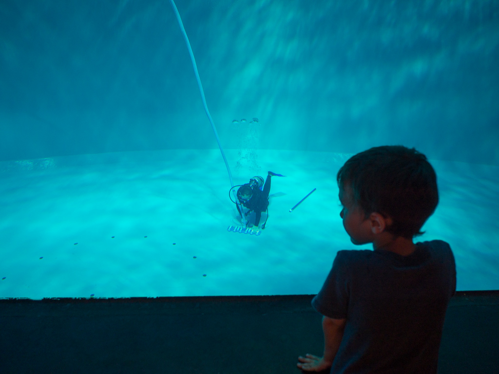 Evan watches them clean out the seal tank.  Underwater vacuum cleaner!<br />July 21, 2015@10:50