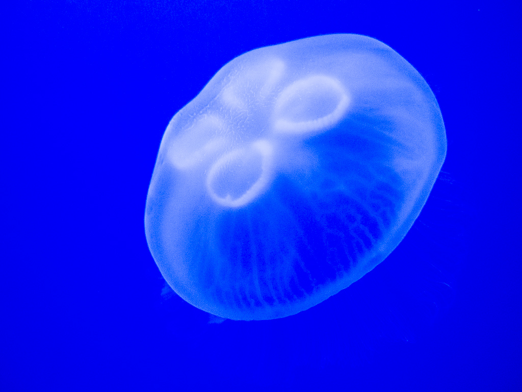 Jellyfish are always neato<br />July 21, 2015@11:08