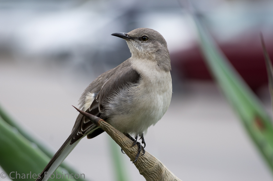 Walking up South Congress, Melissa spent some time singing to (and being sung back to by) a mockingbird.<br />February 10, 2013@14:45