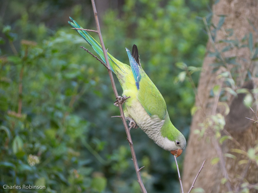 We spotted this Parrot harvesting twigs for a nest.