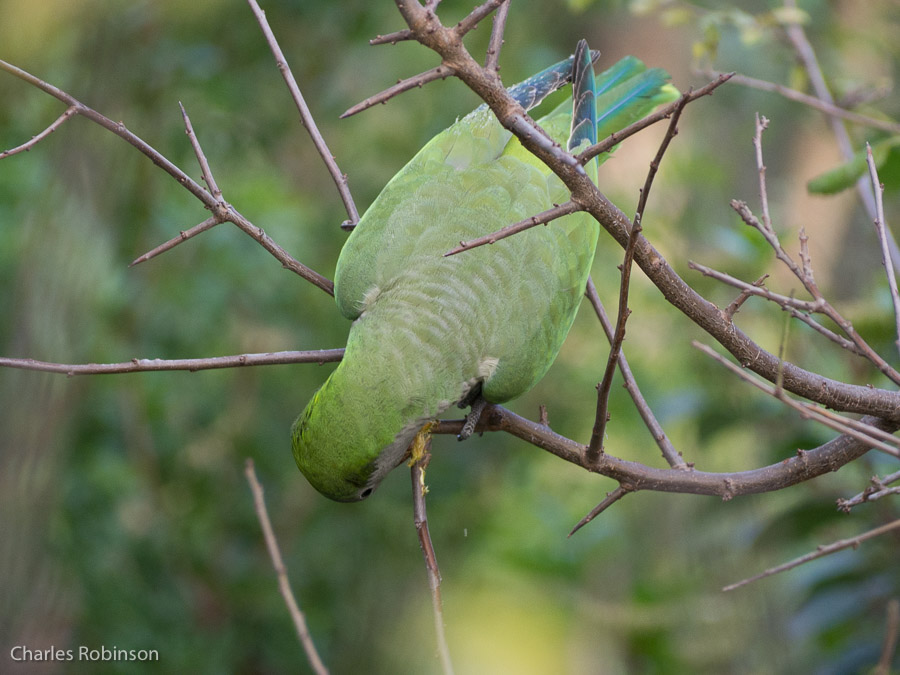 He's just about got the branch removed here.