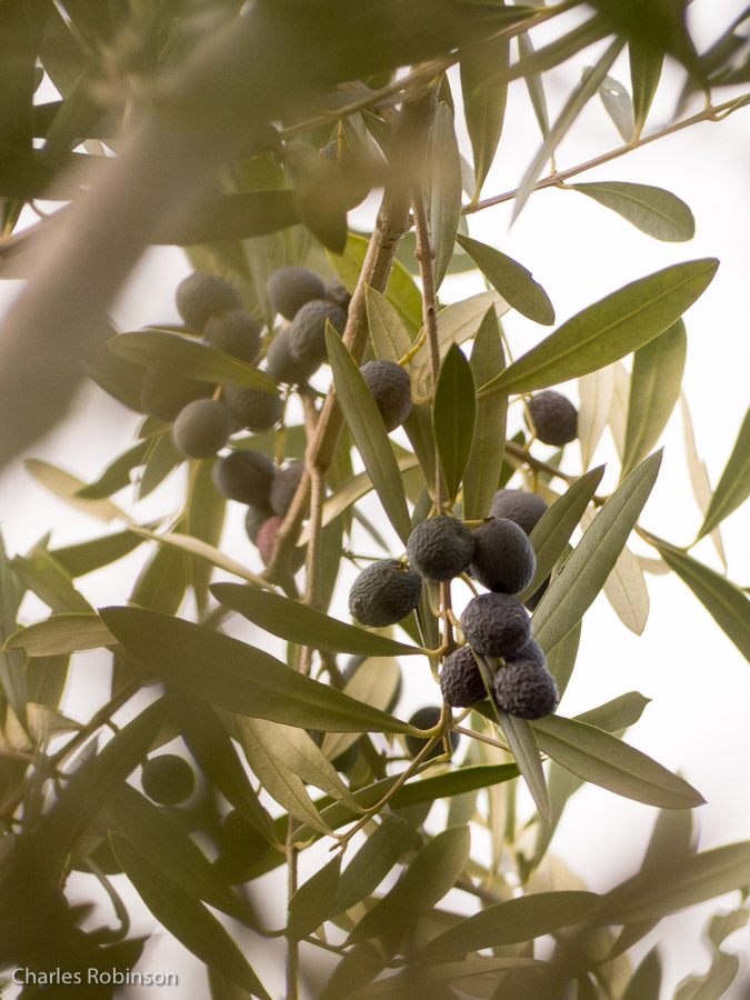 Olives growing in the wild.  Oooo!