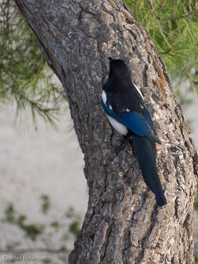 Does anyone know what kind of bird this is? They seem grackle-like.