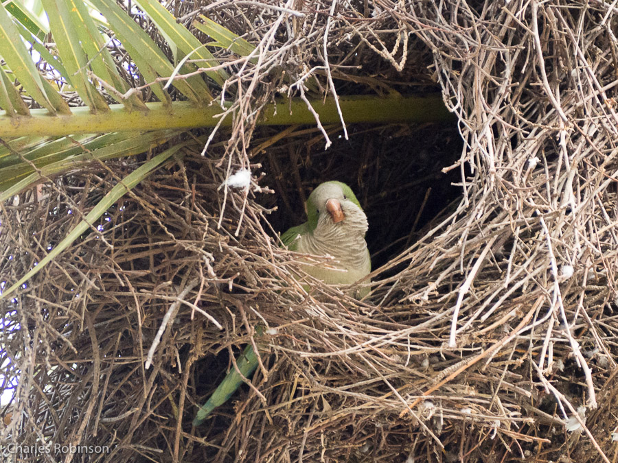 A parrot in his/her nest, doing the puffy-face thing that our Cockatiel does sometimes, too.