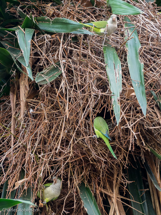 Parrot nest with 3 parrots!