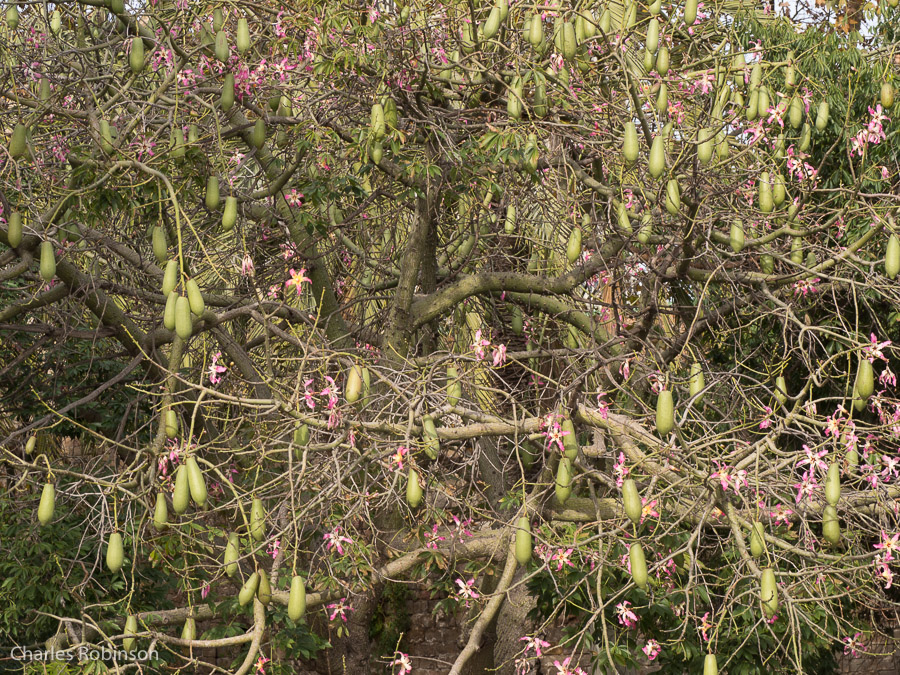 Some kinda something growing in this tree - anyone know?