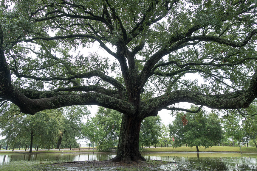 Walking in the park near the NOLA Art Museum.