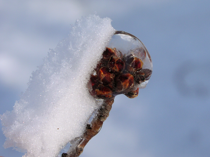 March 10, 2002@09:02<br/>The bud from a tree after an ice storm