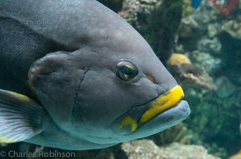 Fish.  Shedd Aquarium.<br />December 12, 2014@15:00