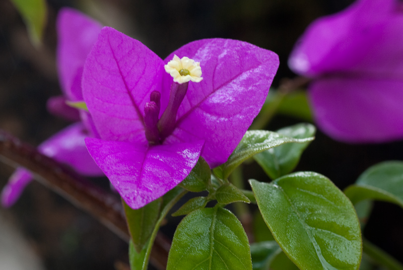 May 01, 2010@16:57<br/>These purple/yellow flowering bushes are EVERYWHERE around here and they are quite pretty.