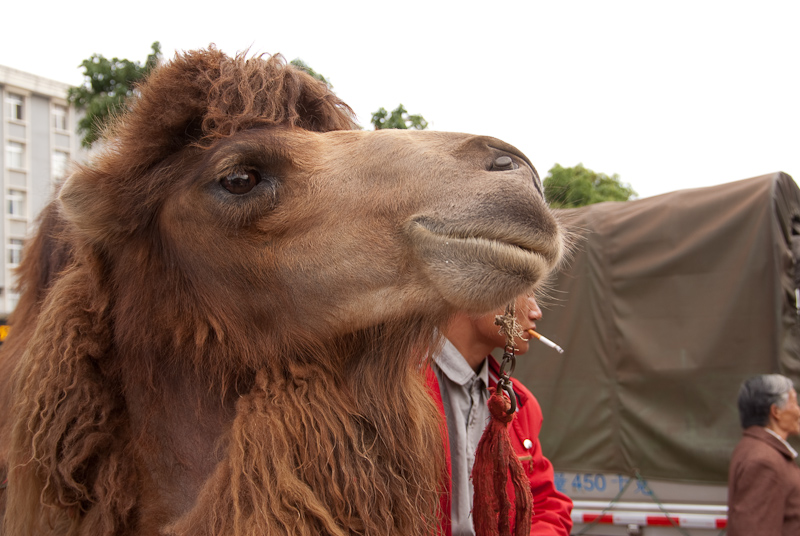 May 02, 2010@16:16<br/>Spotted in the market on our way to dinner: Camel!