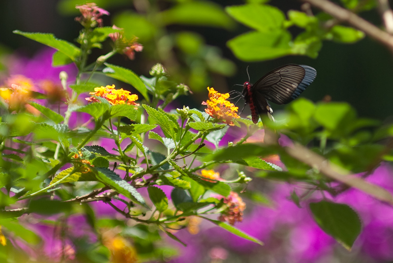 April 29, 2010@11:59<br/>Butterfly in the Butterfly Garden.  Black wings on the bottom, blue on the top