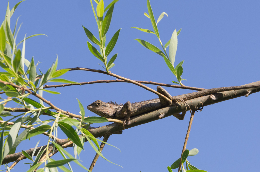Lizard hanging out in a tree near the river.<br />April 30, 2015@17:25