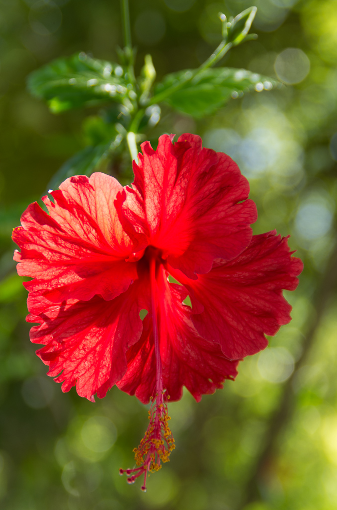 Pretty flower<br />May 01, 2015@10:13