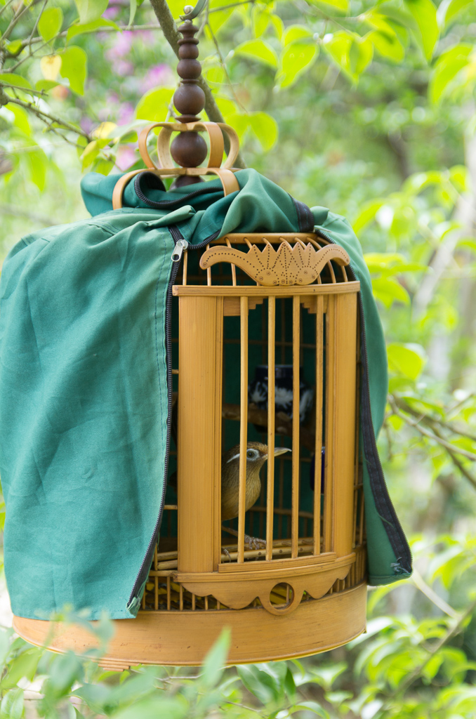 Tons of songbirds hanging in cages around the place.  All the same kind of (unknown) bird.<br />May 01, 2015@15:37