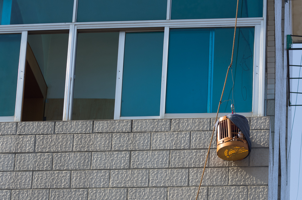 Songbird hanging outside a 4th-floor window<br />May 02, 2015@09:00