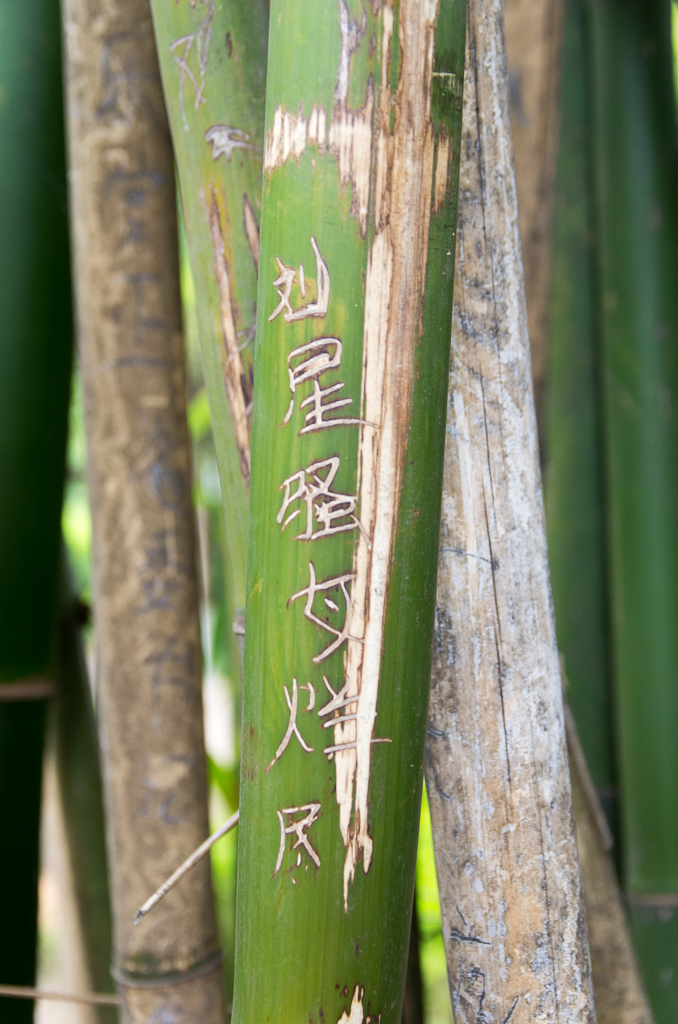 Bamboo grafitti<br />April 30, 2015@08:34